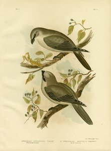 White-Bellied Cuckoo-Shrike, 1891 by Gracius Broinowski